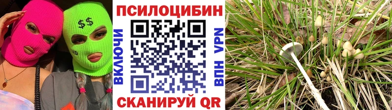 Купить  Цимлянск  Галлюциногенные грибы Magic Shrooms 